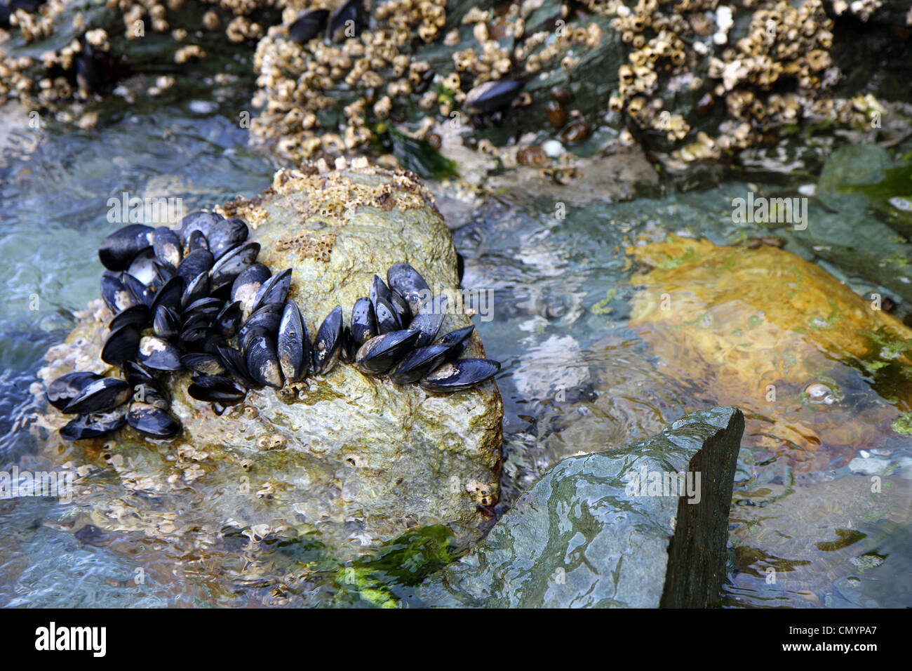Live shells and oysters in the National park of Ushuaia in Argentina