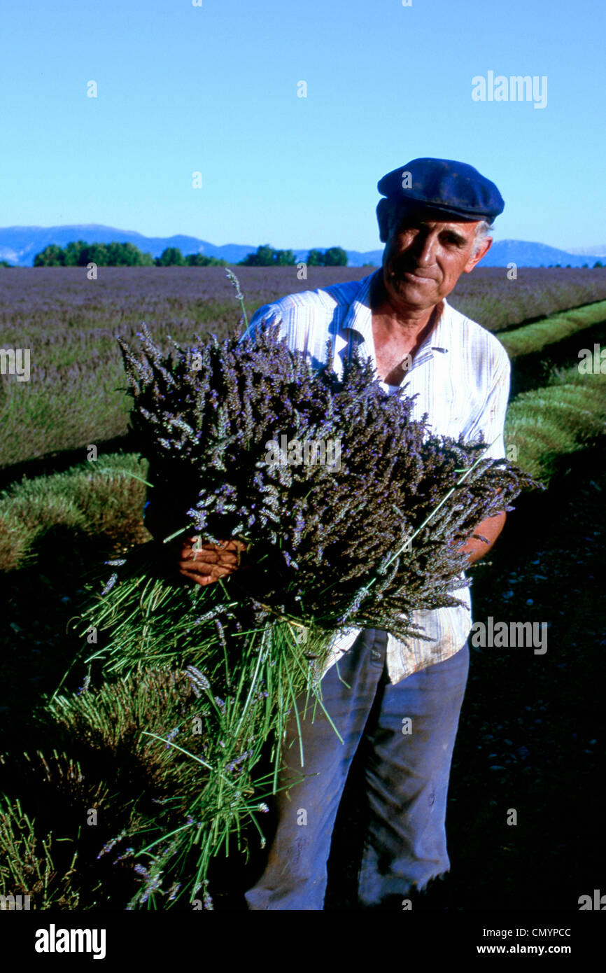 South France, Provence, Lavendel farmer Stock Photo
