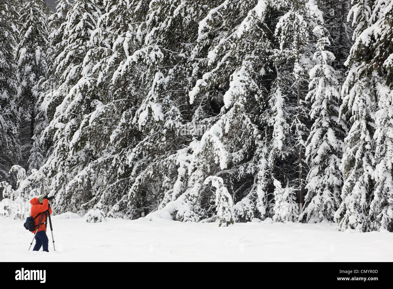 Photographer photographing snow-covered forest at Moose Meadows, Banff