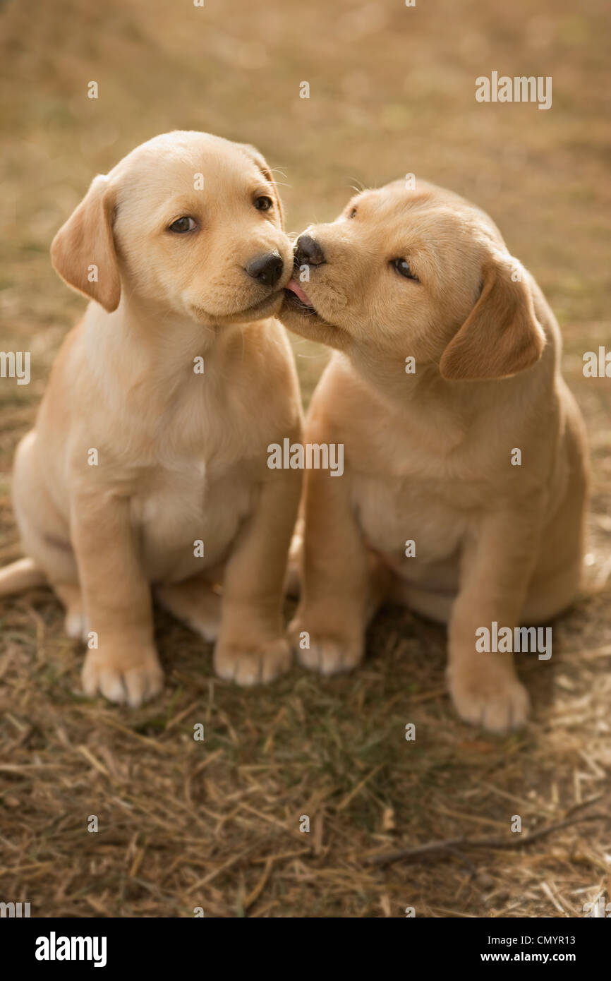 Mixed breed (lab cross) 8week old puppy in farm yard near Cochrane, Alberta Stock Photo Alamy