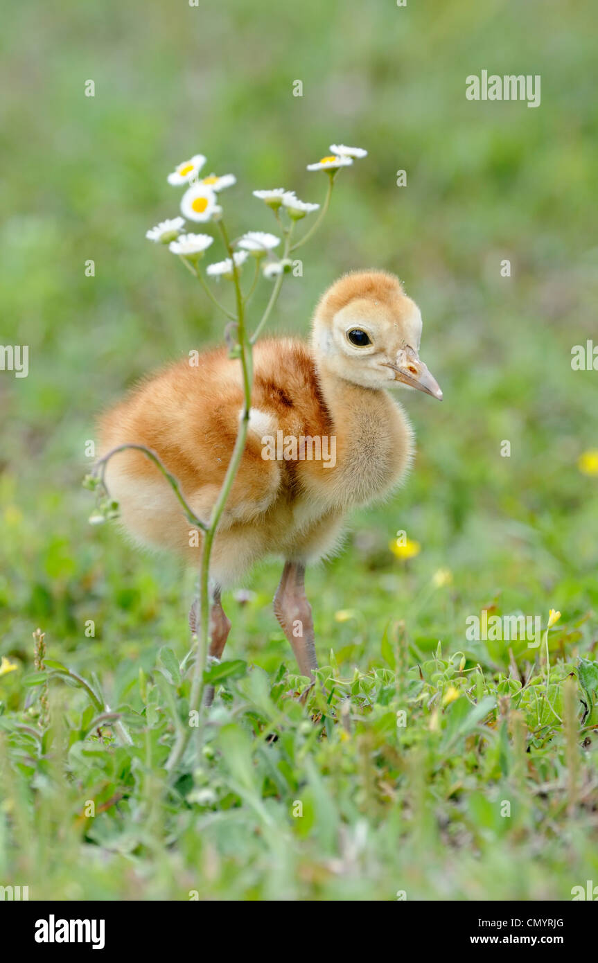 Sandhill Crane Colt Stock Photo - Alamy