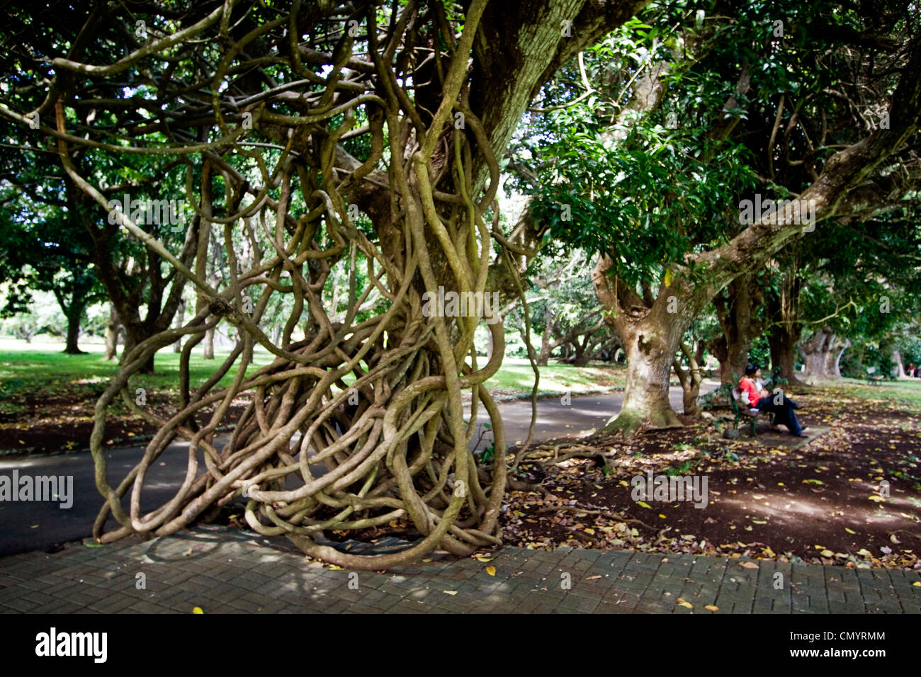 Sir Seewoosagur Ramgoolam Royal Botanical Garden of Pamplemousses, Giant Tree with arial roots, Mauritius, Africa Stock Photo