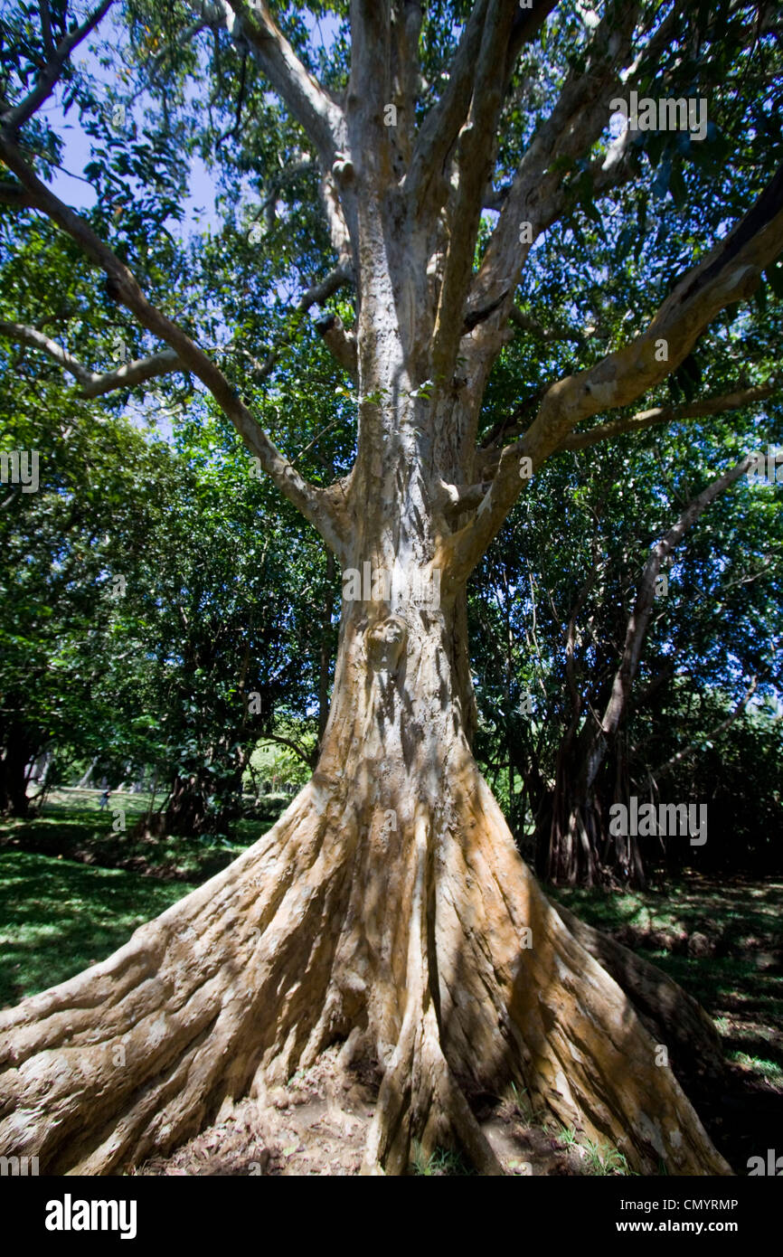 Sir Seewoosagur Ramgoolam Royal Botanical Garden of Pamplemousses, Gian t Tree, Mauritius, Africa Stock Photo