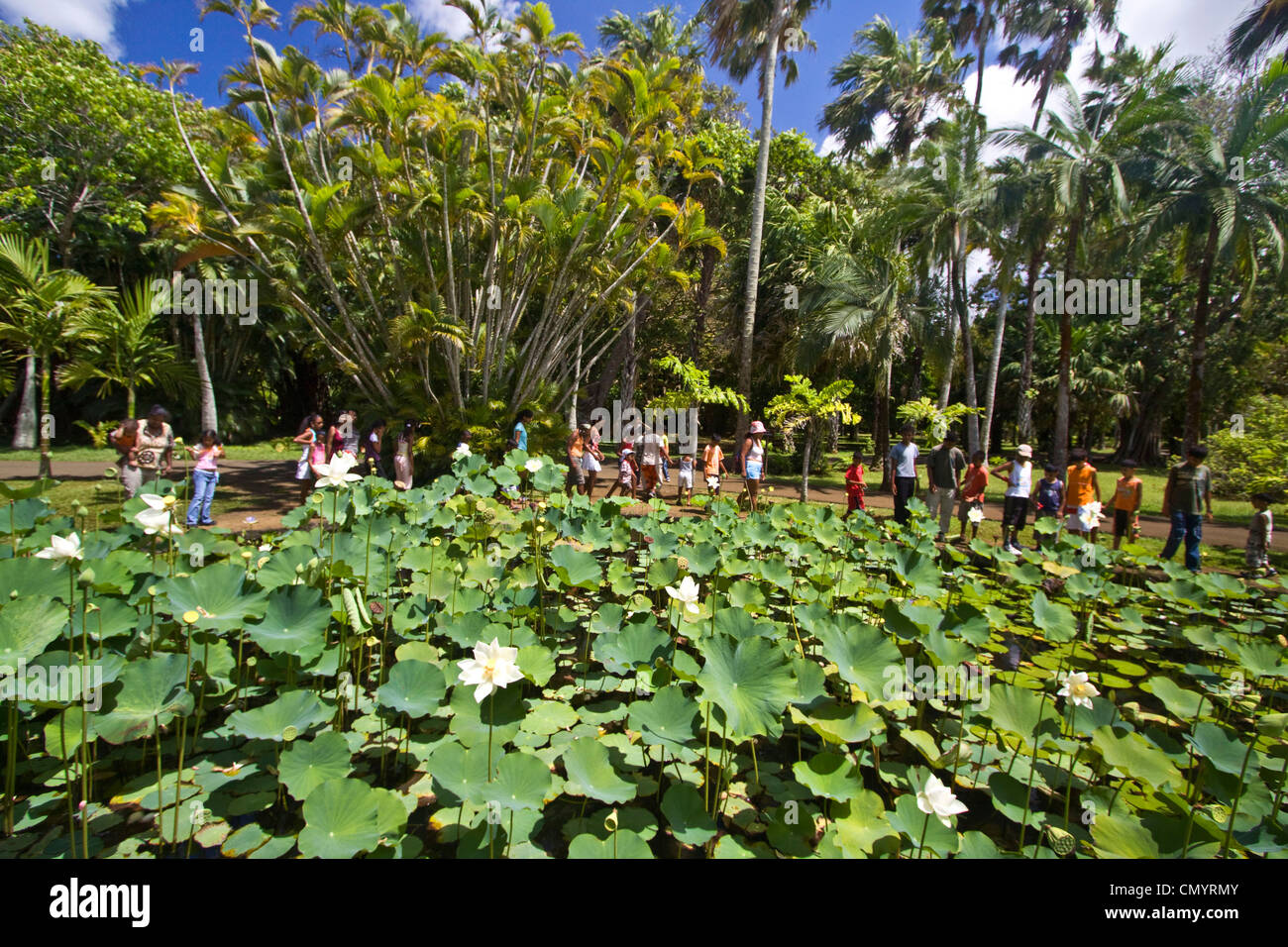 Mauritius, Africa Nymphea Lotus flower tank in Sir Seewoosagur Ramgoolam Royal Botanical Garden of Pamplemousses, school class, Stock Photo