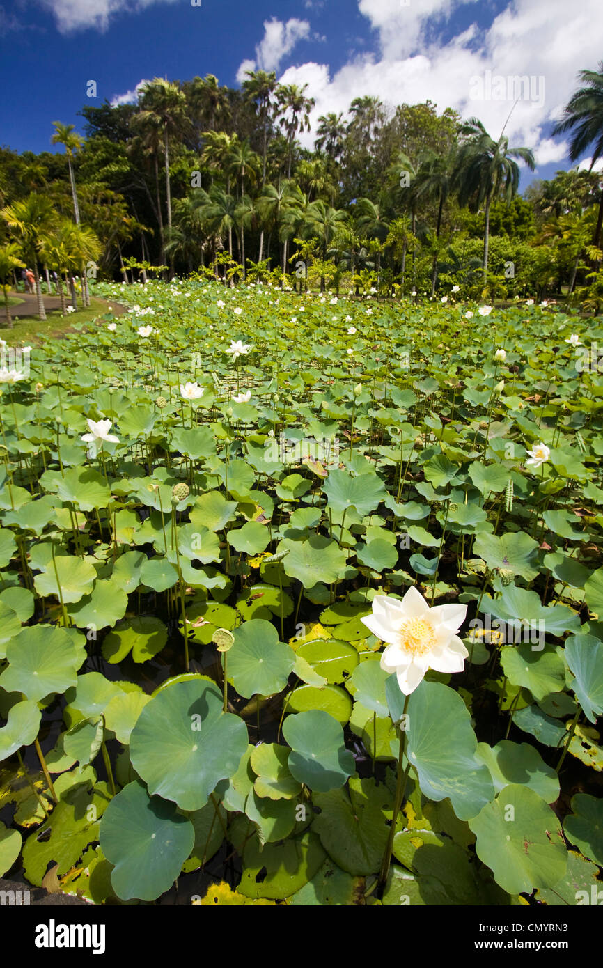Mauritius, Africa Nymphea Lotus flower tank in Sir Seewoosagur Ramgoolam Royal Botanical Garden of Pamplemousses, Mauritius, Afr Stock Photo