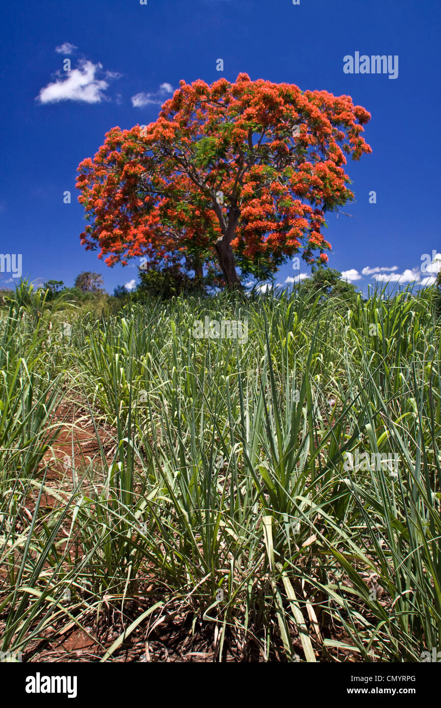 Flame Tree, Flamboyant, Royal Poinciana, sugar cane fields, Mauritius