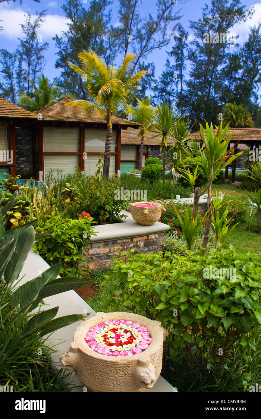 Resort Moevenpick Spa, Frangipani flowers, Mauritius, Africa Stock Photo