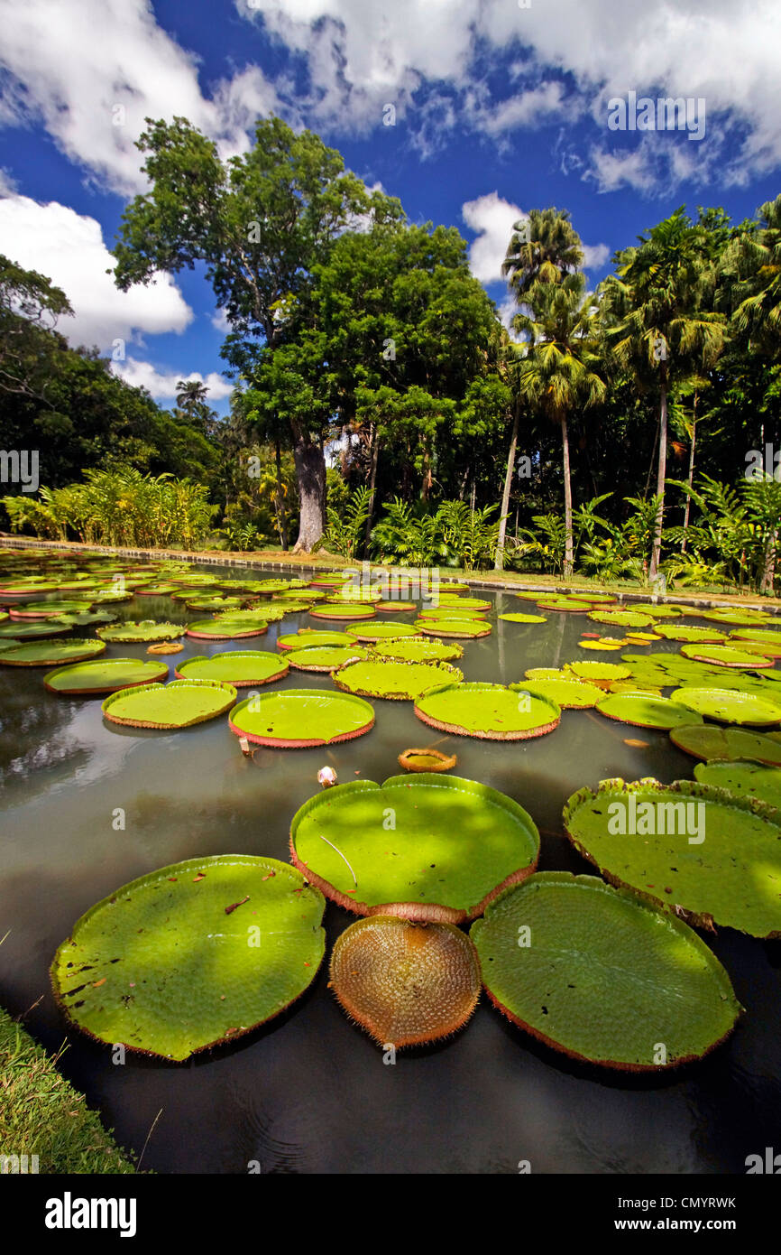 Pamplemousses Royal Botanical Garden, Giant Water lily tank, Mauritius, Africa Stock Photo