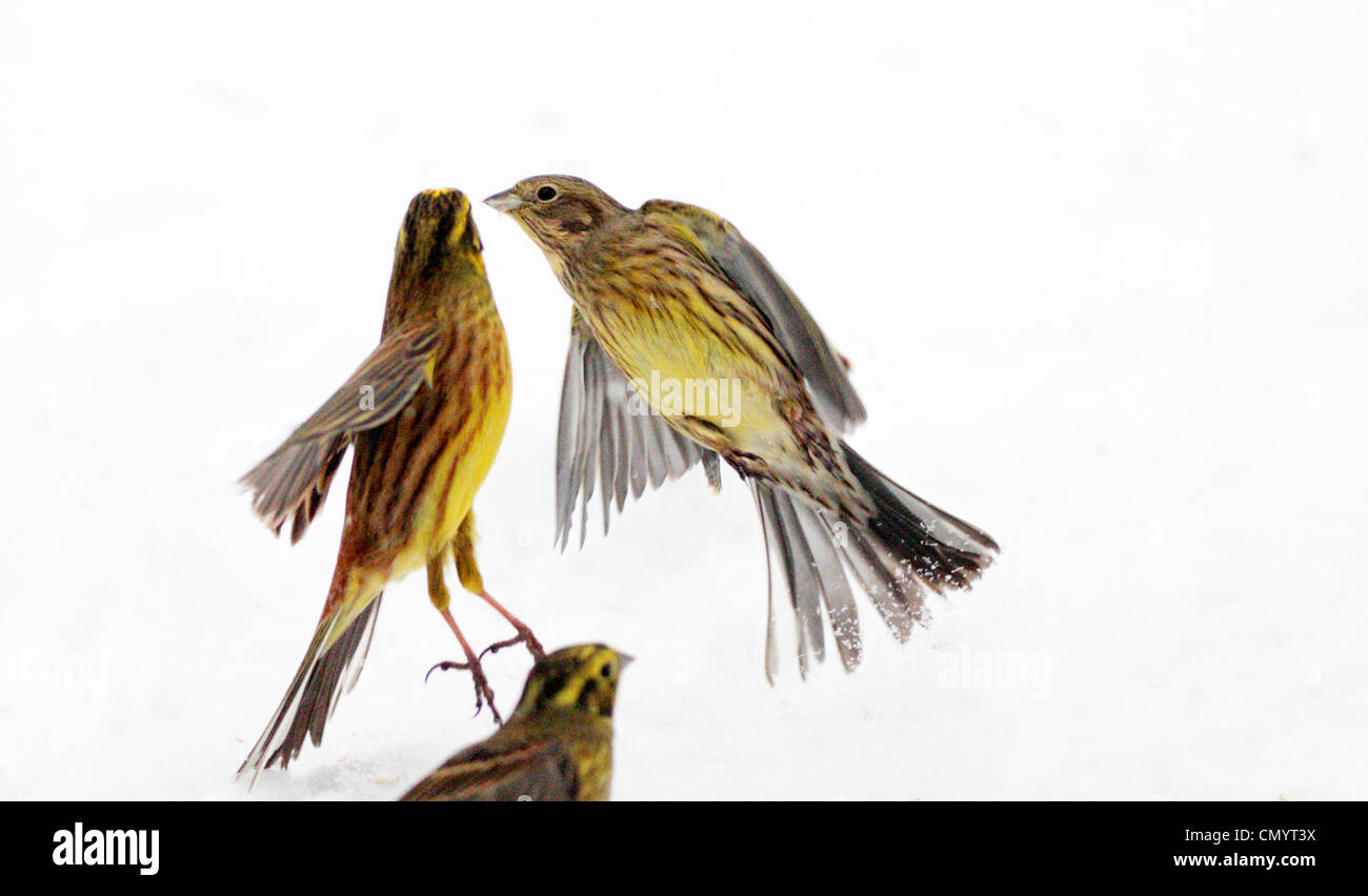 Yellowhammers flying up in winter, Sweden Stock Photo