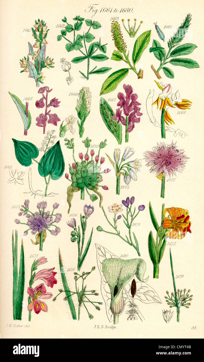 Page of colour illustrations from British Wild Flowers, after a work by  J.E. Sowerby and C.P. Johnson. Stock Photo