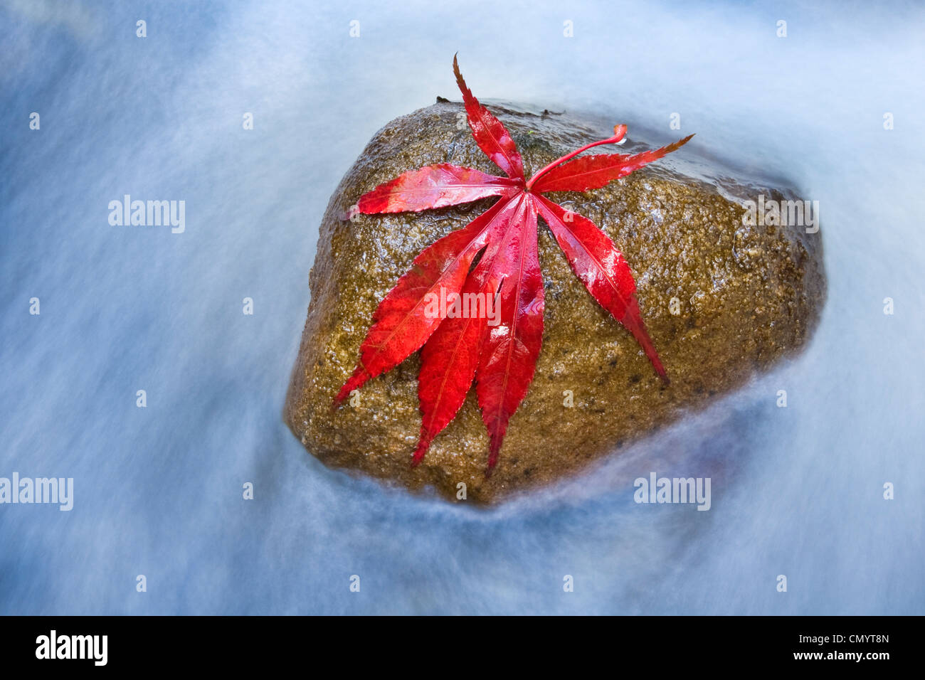 Japanese Maple leaf on stone in river. Stock Photo