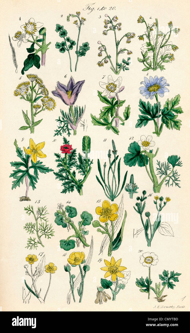 Page of colour illustrations from British Wild Flowers after a work by