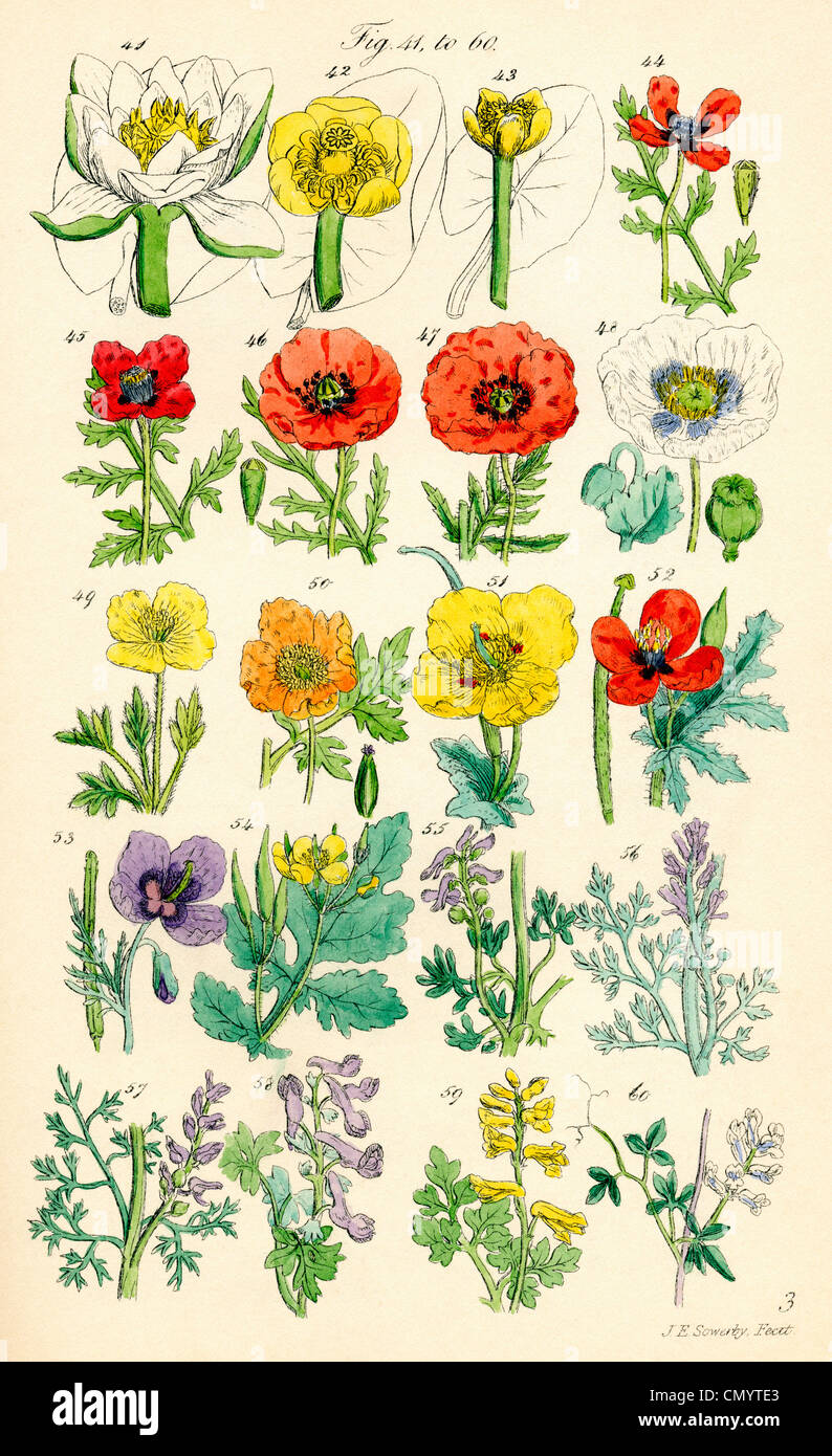 Page of colour illustrations from British Wild Flowers after a work by ...