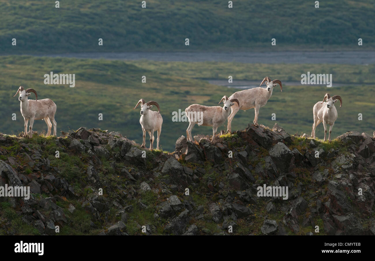 Dall sheep rams on rocky out cropping alert to wolves nearby Denali National Park, Alaska Stock Photo