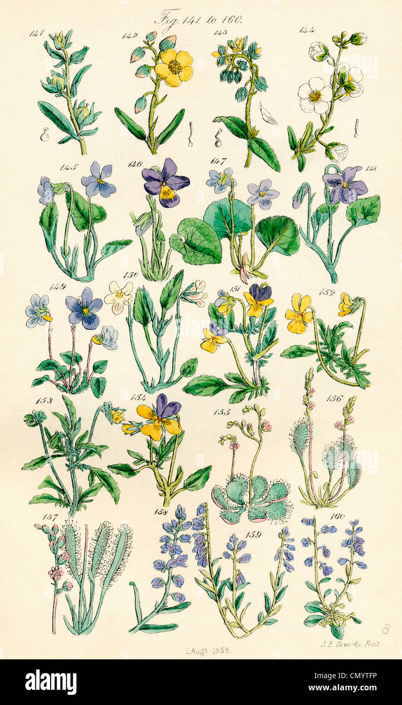 British wild flowers deals