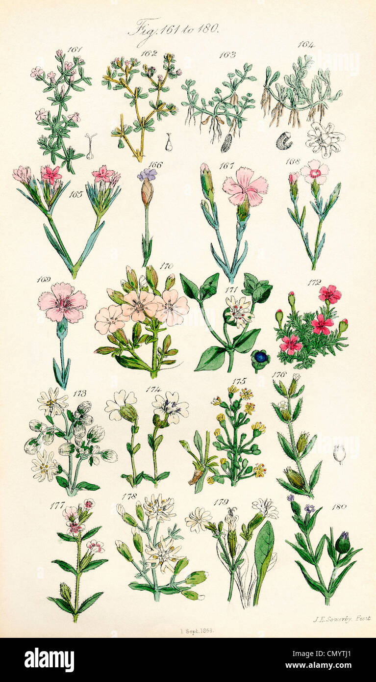 Page of colour illustrations from British Wild Flowers after a work by