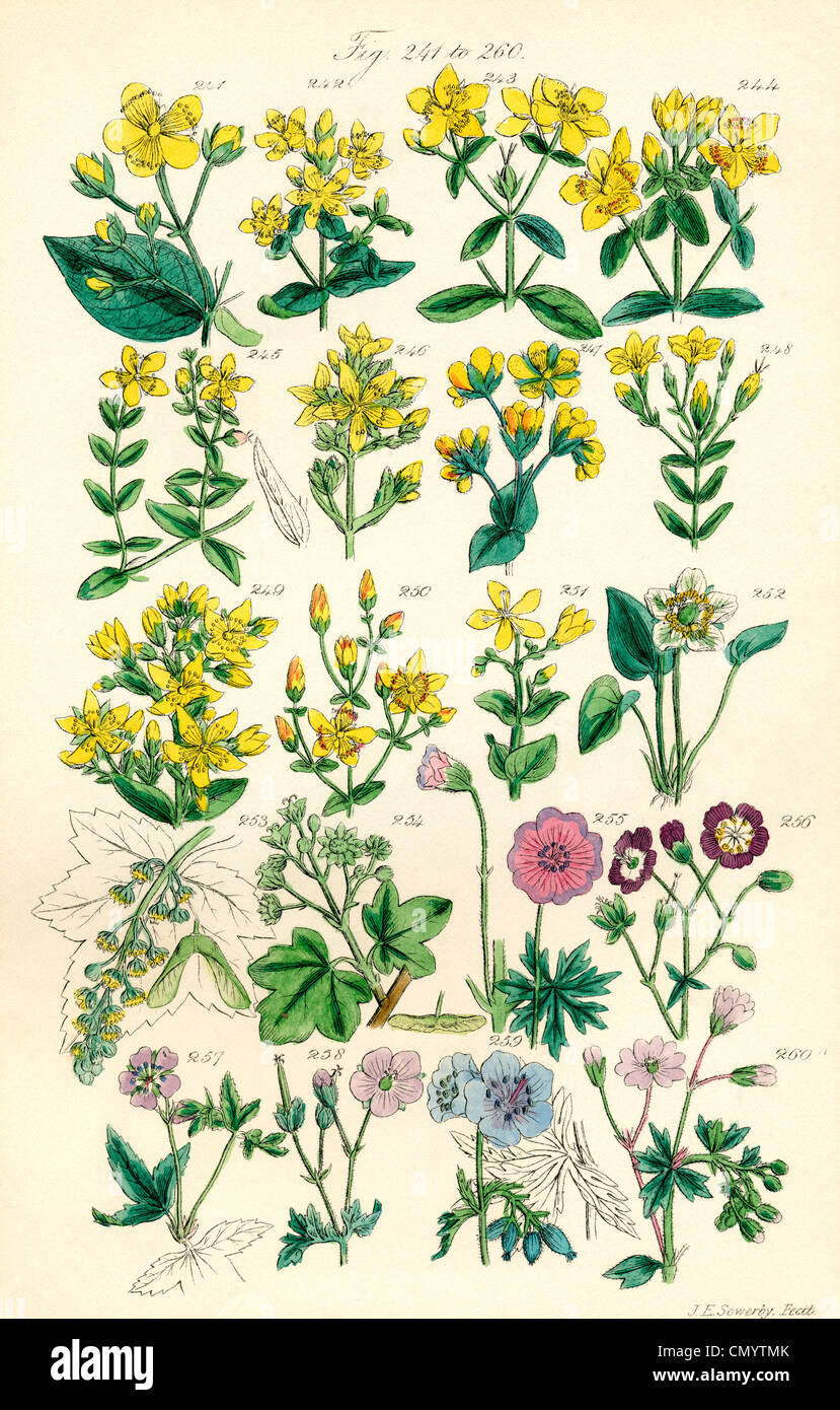 Page of colour illustrations from British Wild Flowers after a work by