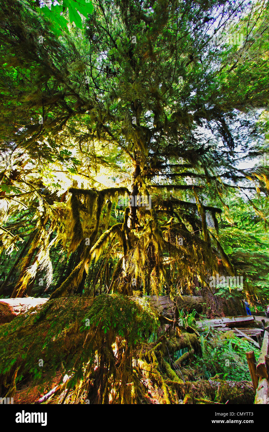 Trees with moos in old groth forest in Cathedral Grove McMillan Provincial Park on Vancouver Island, Canada, North America Stock Photo