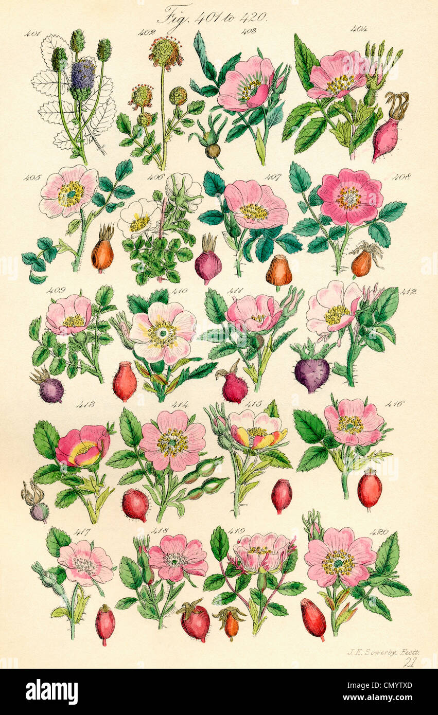 Page of colour illustrations from British Wild Flowers after a work by