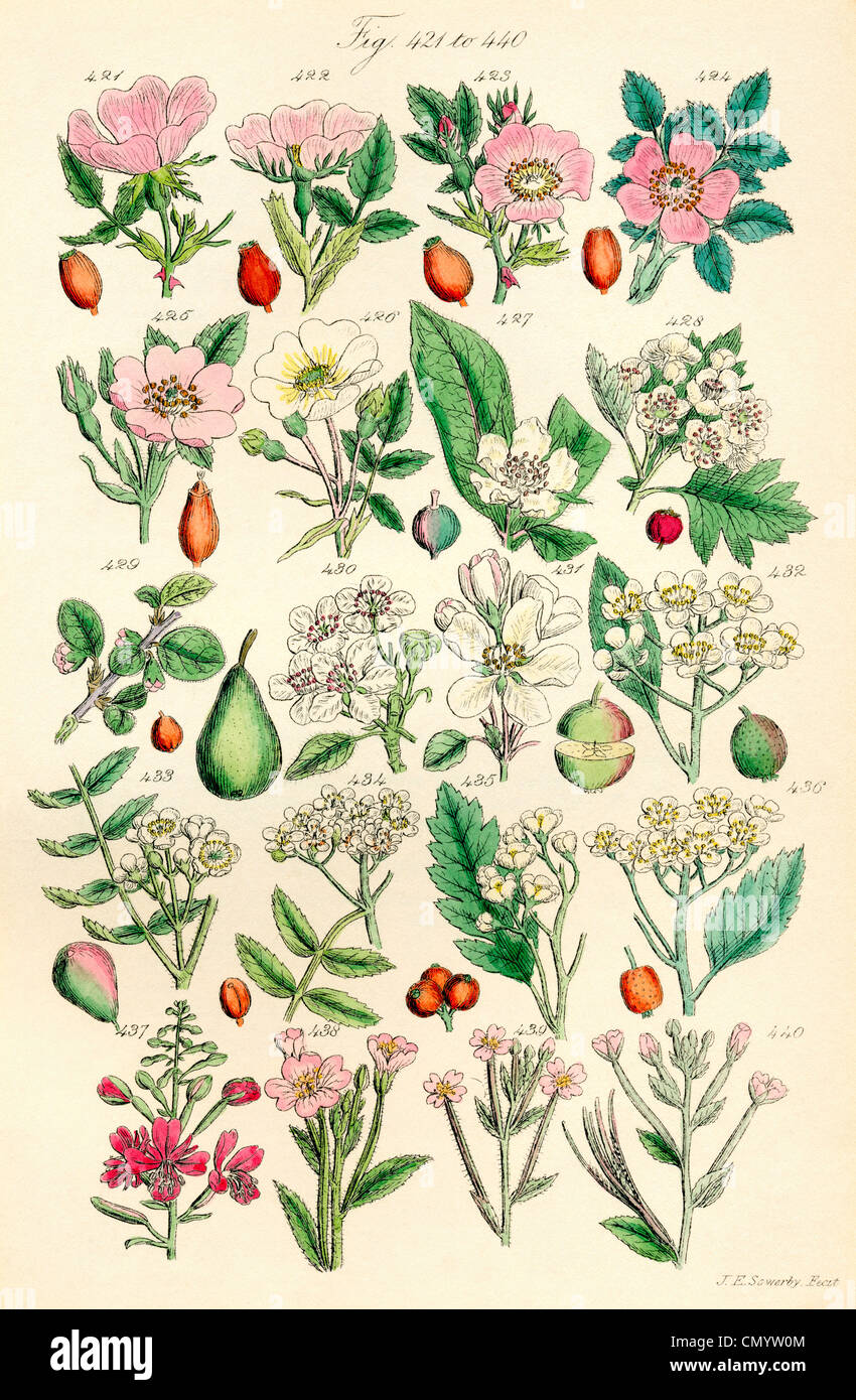 Page of colour illustrations from British Wild Flowers after a work by ...