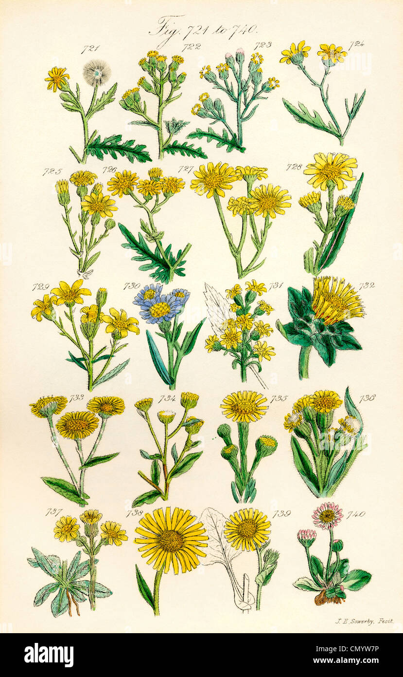 Page of colour illustrations from British Wild Flowers after a work by