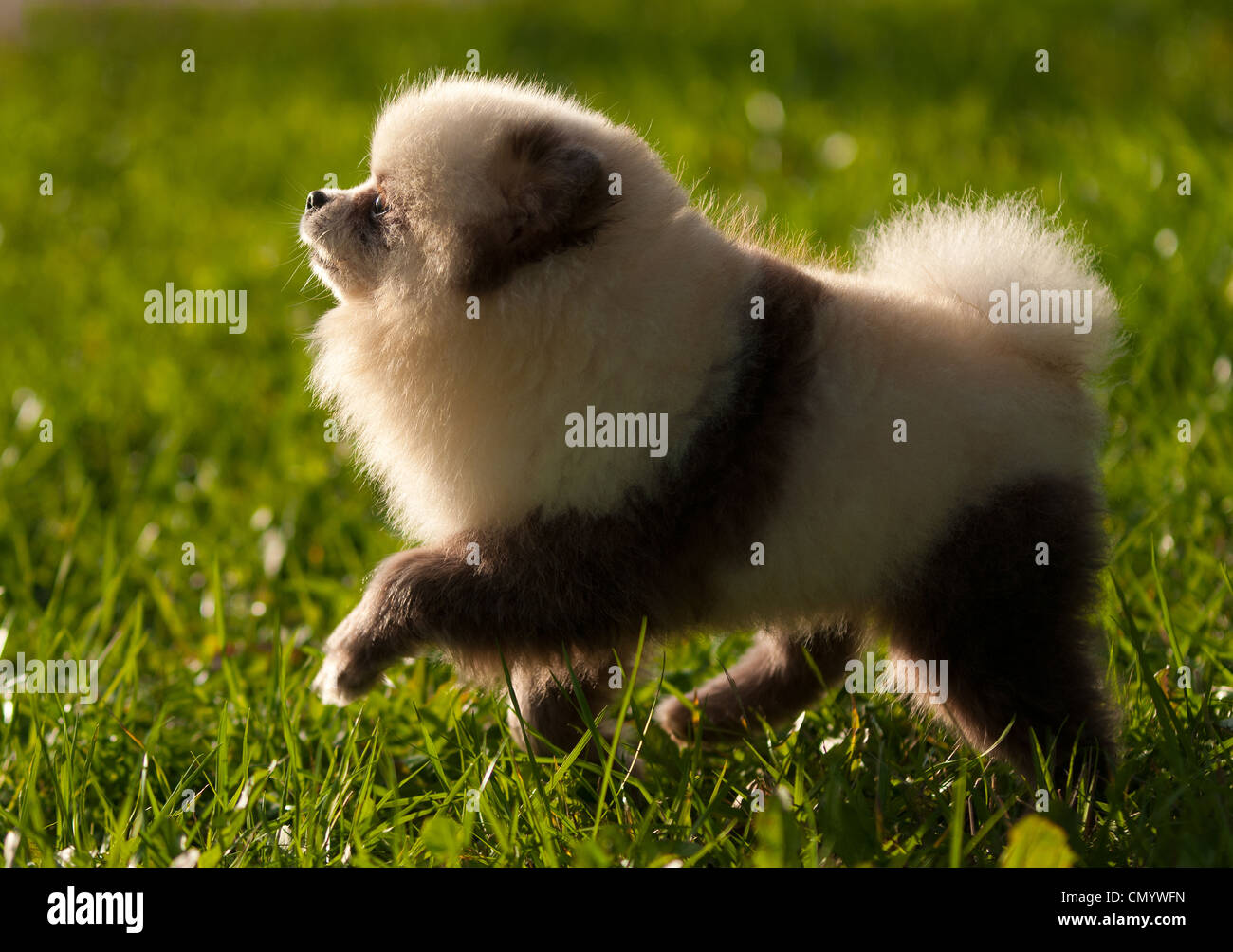 German spitz dog hi-res stock photography and images - Alamy