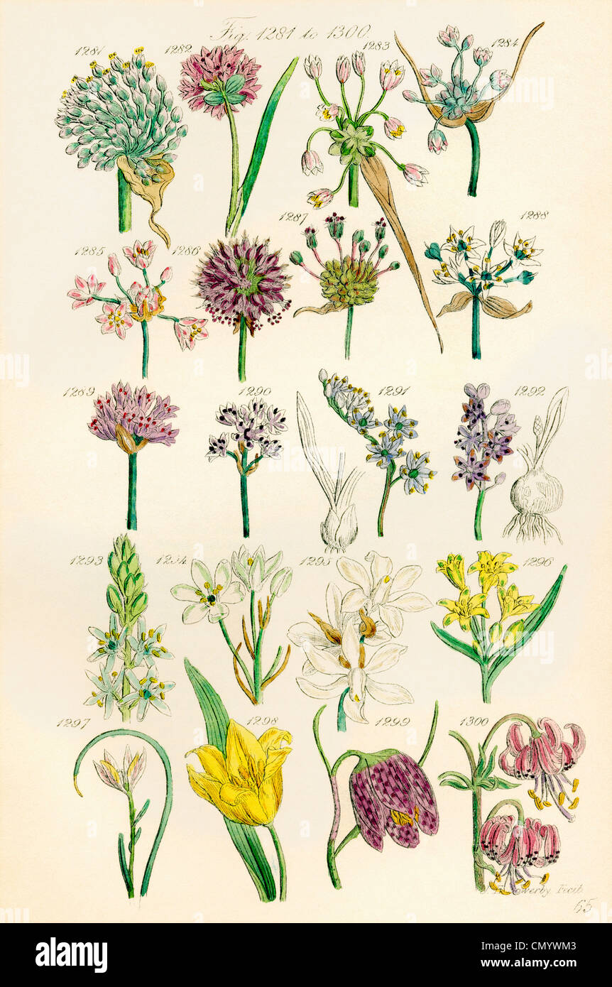 Page of colour illustrations from British Wild Flowers after a work by