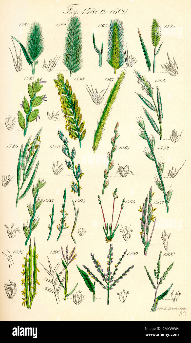 Page of colour illustrations from British Wild Flowers after a work by