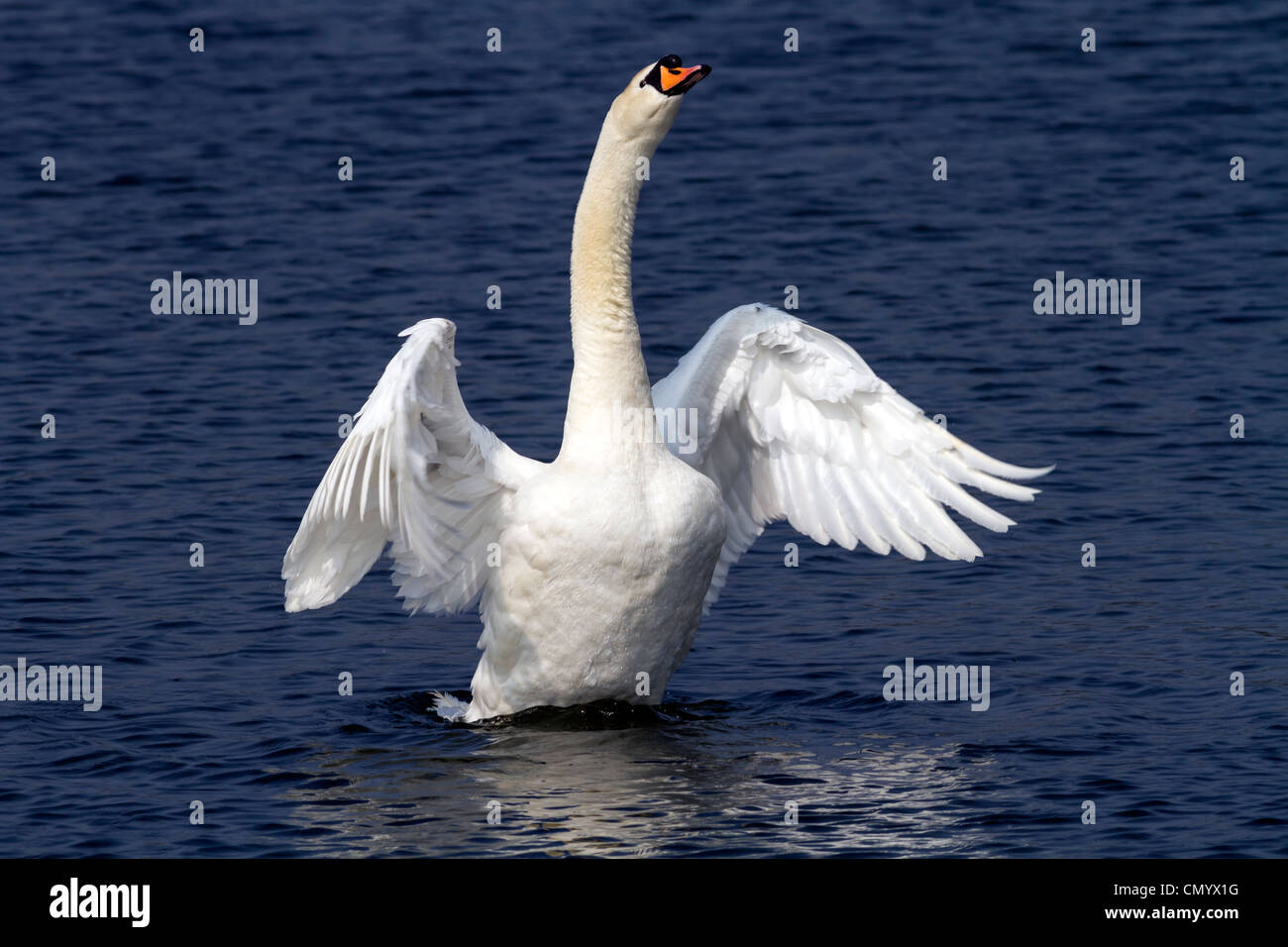 swan swimming Stock Photo