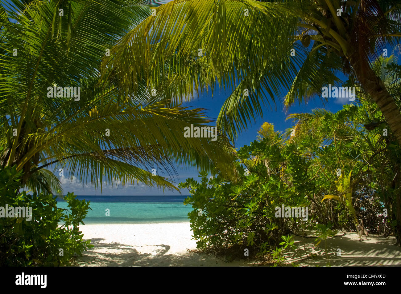 Palm trees at the beach of Biyadhoo Island, Indian Ocean, South Male Atoll, Maldives Stock Photo