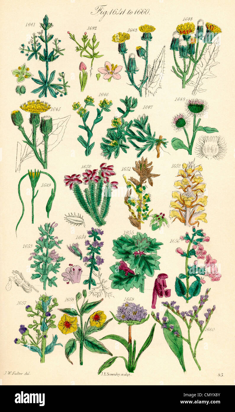 Page of colour illustrations from British Wild Flowers after a work by ...
