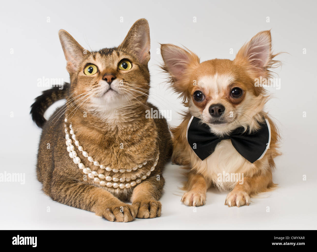Cat and chihuahua in studio on a neutral background Stock Photo