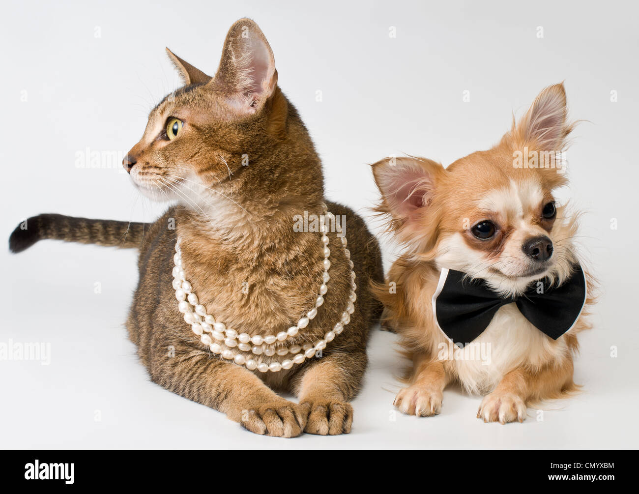 Do Chihuahuas Get Along With Cats