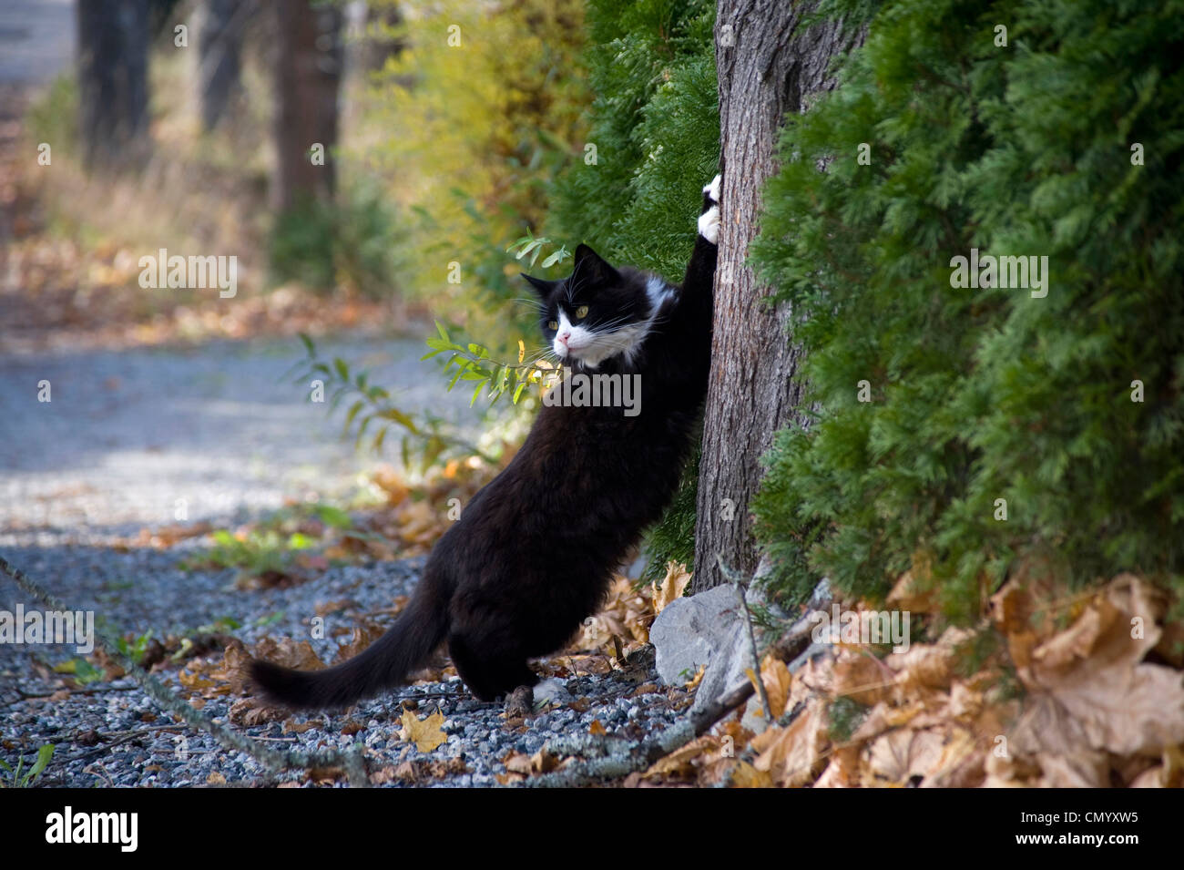 Cat scratching on a tree Stock Photo Alamy