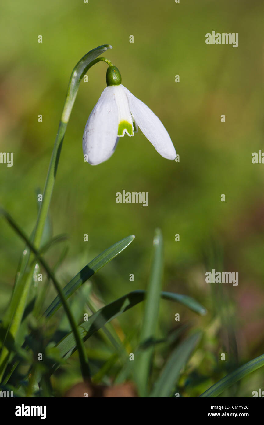 Snowdrop (Galanthus nivalis) flower Stock Photo