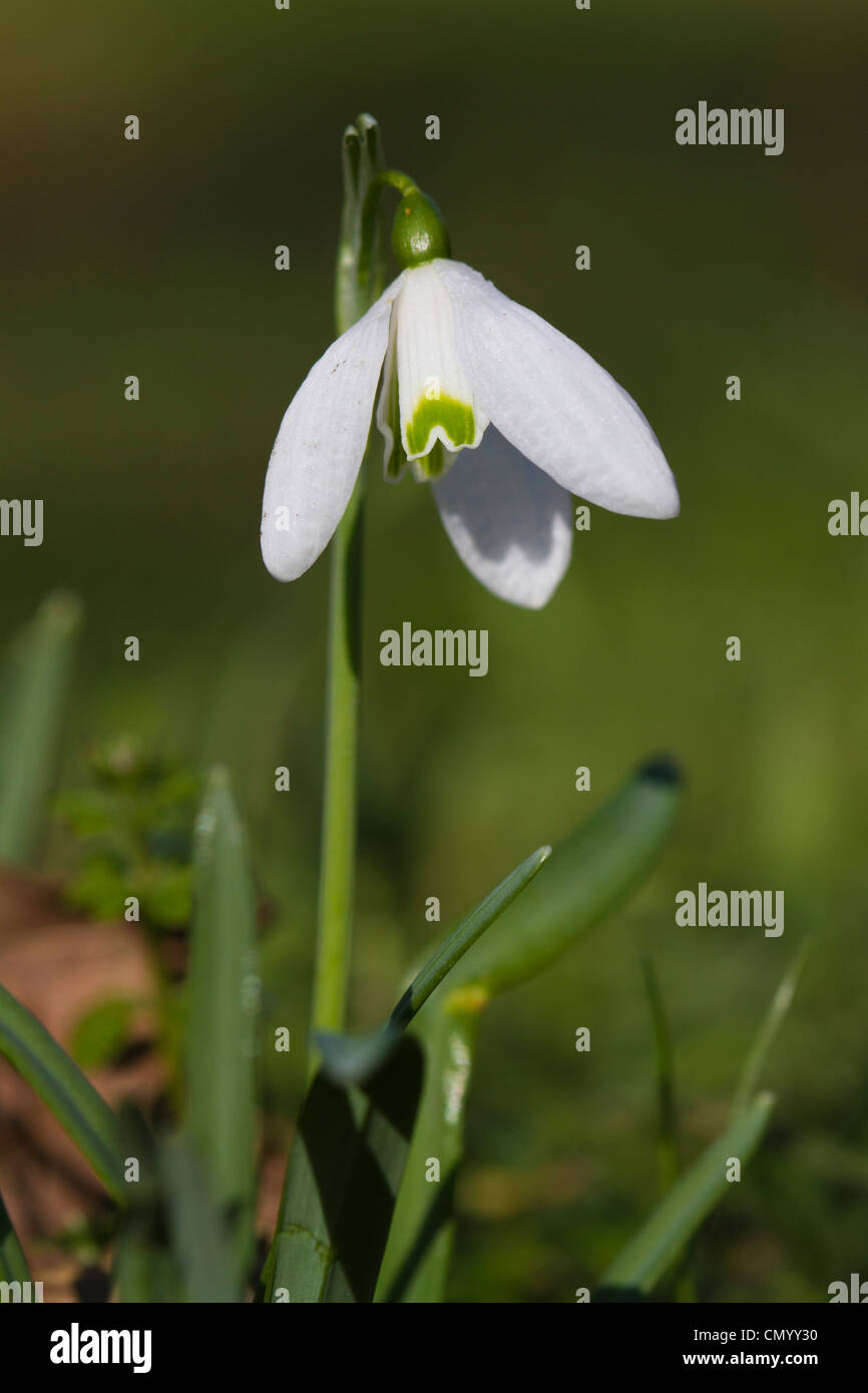 Snowdrop (Galanthus nivalis) flower Stock Photo