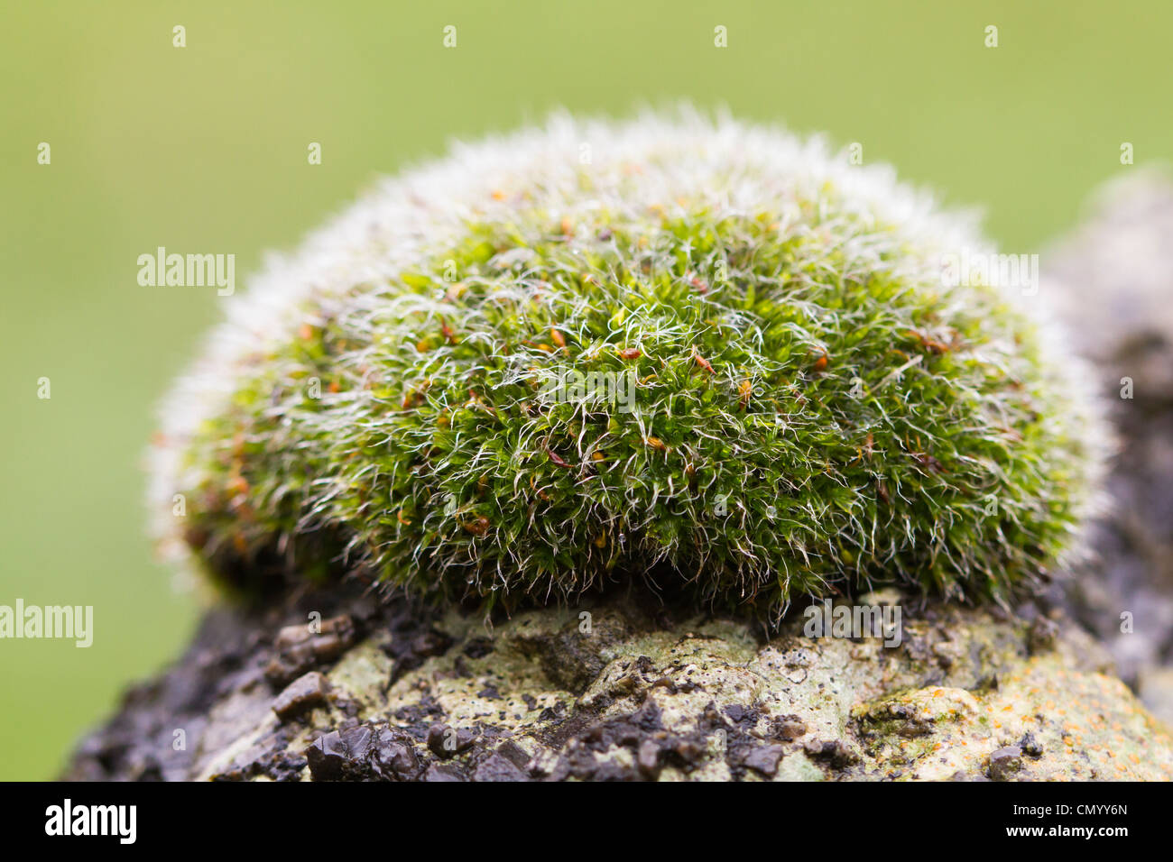 Grey-cushioned Grimmia (Grimmia pulvinata) growing on a wall Stock Photo