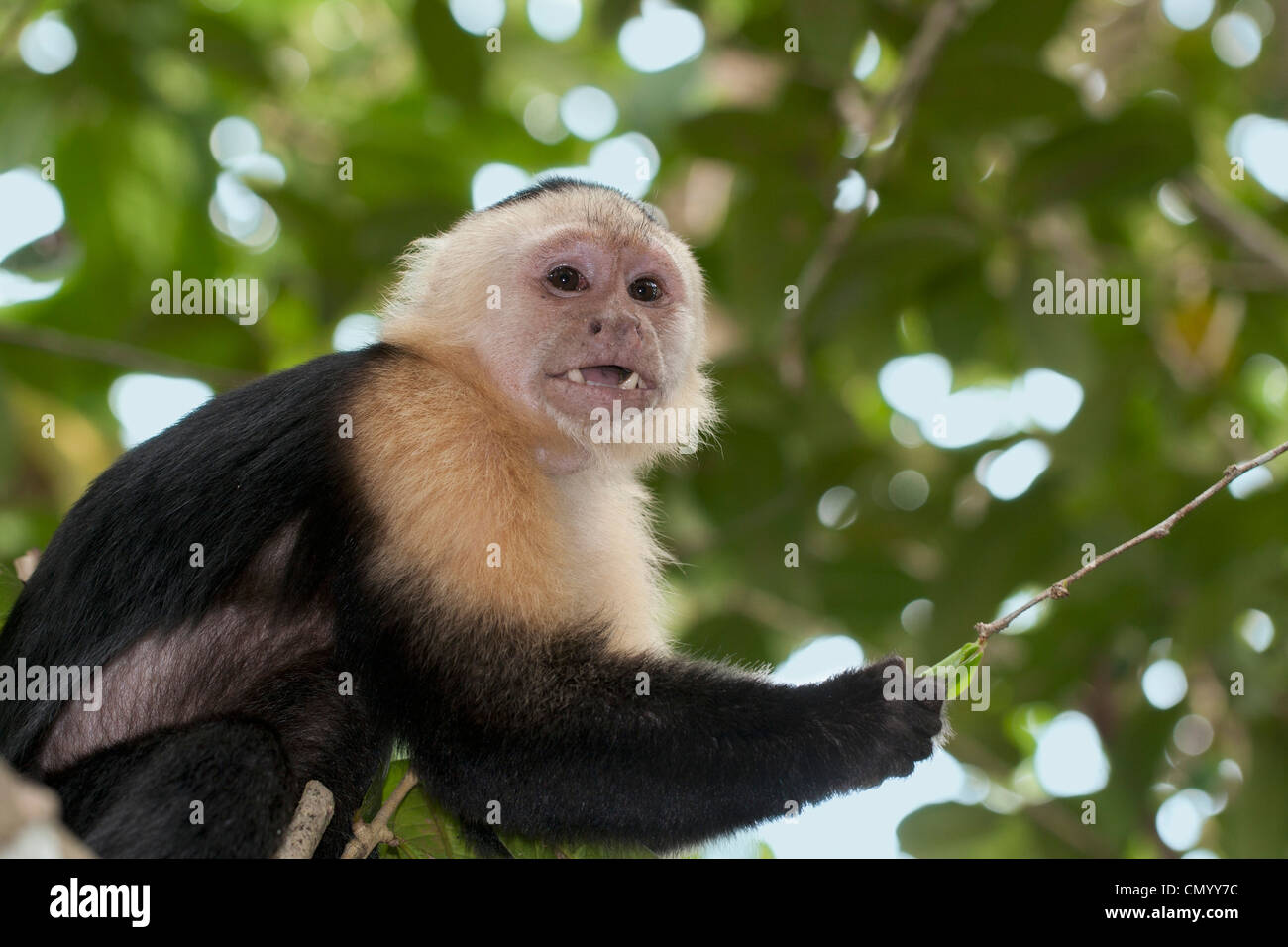 White-Faced Capuchin Cebus capucinus showing canine teeth Stock Photo