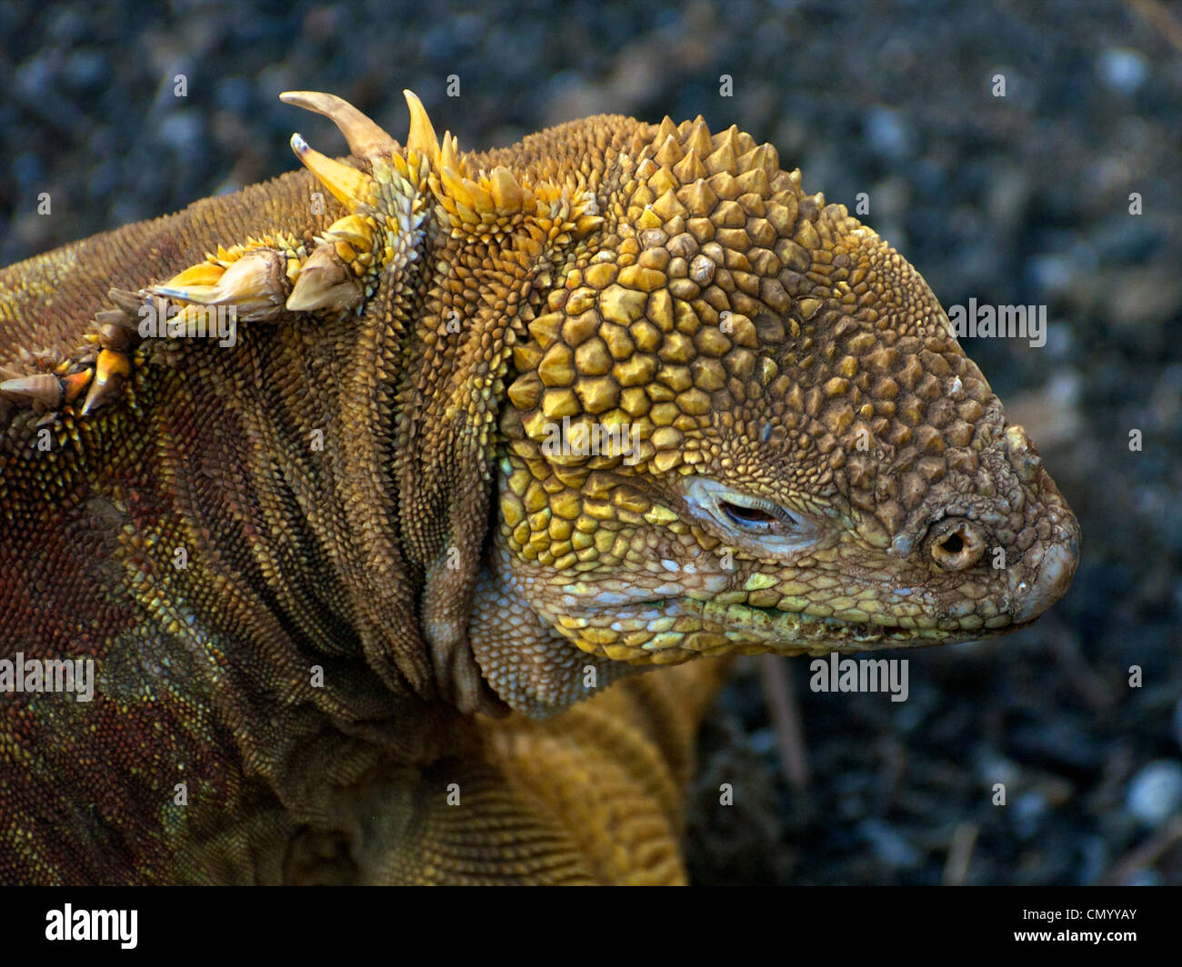 Galapagos wildlife Stock Photo
