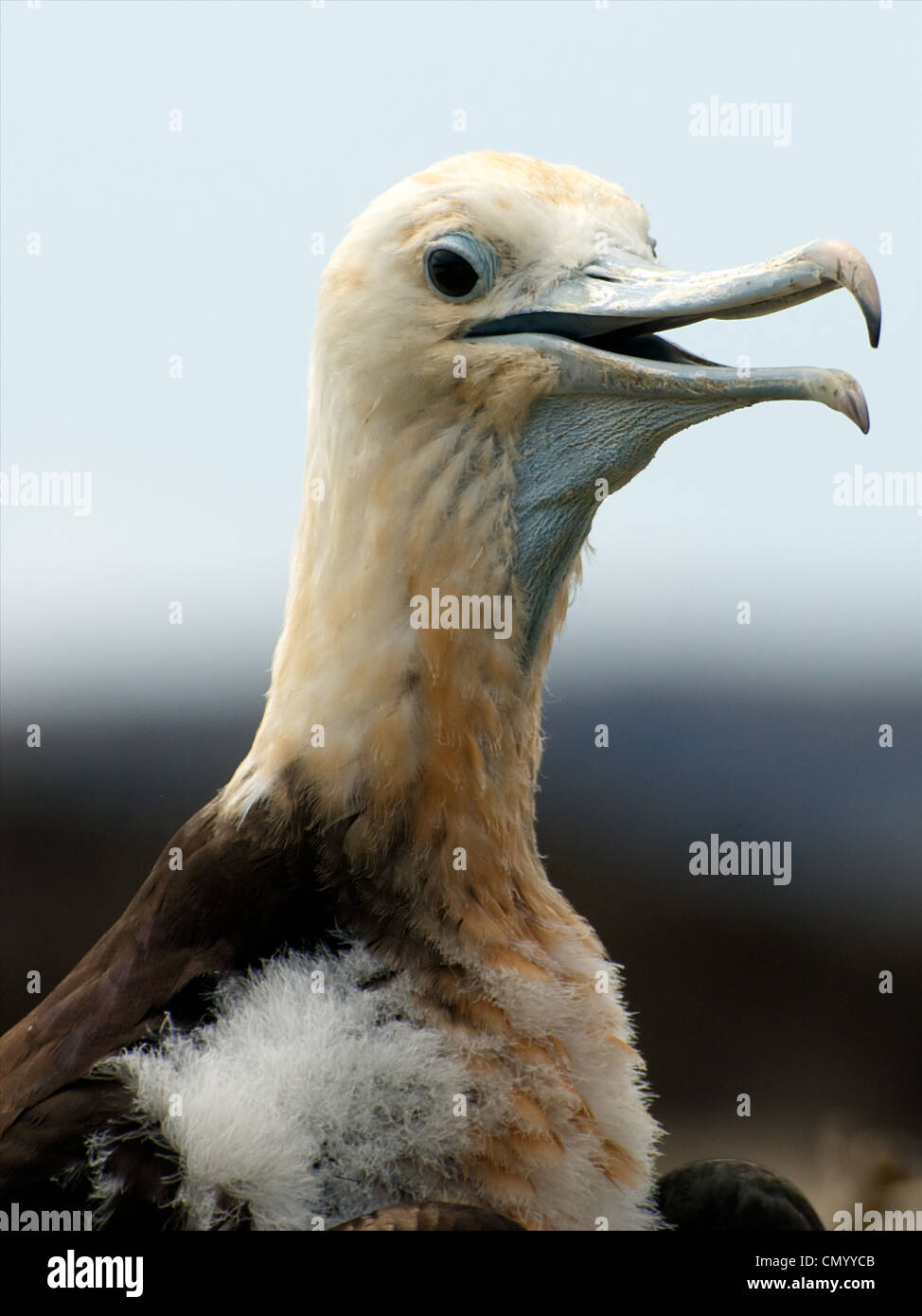 Galapagos islands reserve hi-res stock photography and images - Alamy