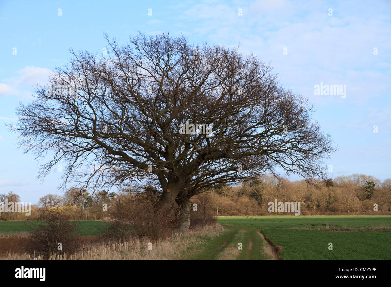 Oak tree in spring sunshine hi-res stock photography and images - Alamy