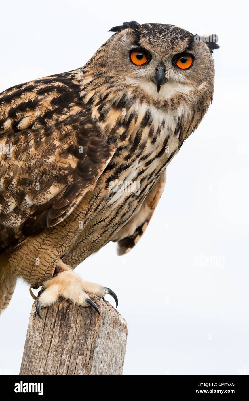 Captive European eagle owl against light background Stock Photo