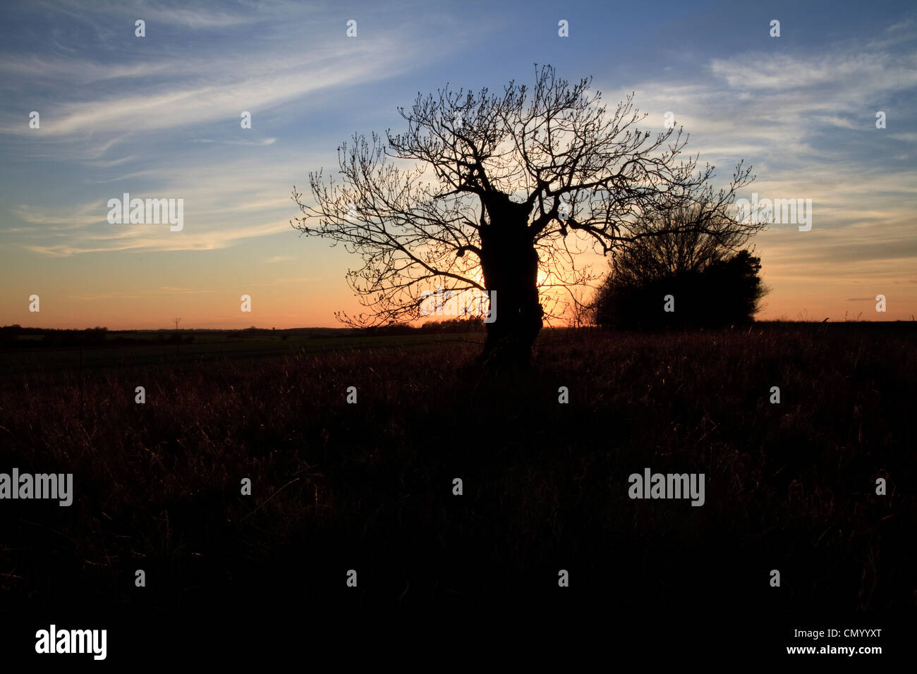 Trees silhouetted against a sunset sky Stock Photo - Alamy