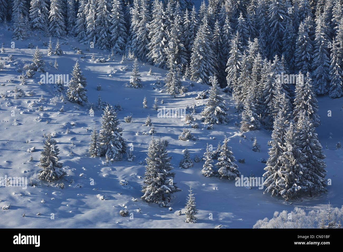 forest with pines in winter Stock Photo - Alamy