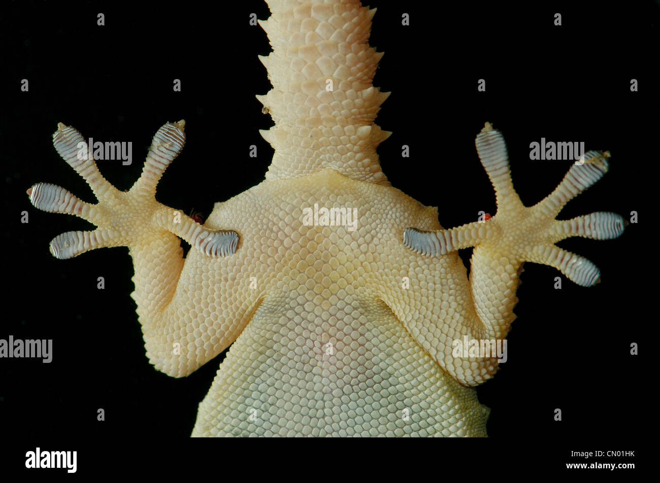 Moorish Gecko Tarentola mauritanica seen from below as photographed from the inner side of a window glass, Spain Stock Photo