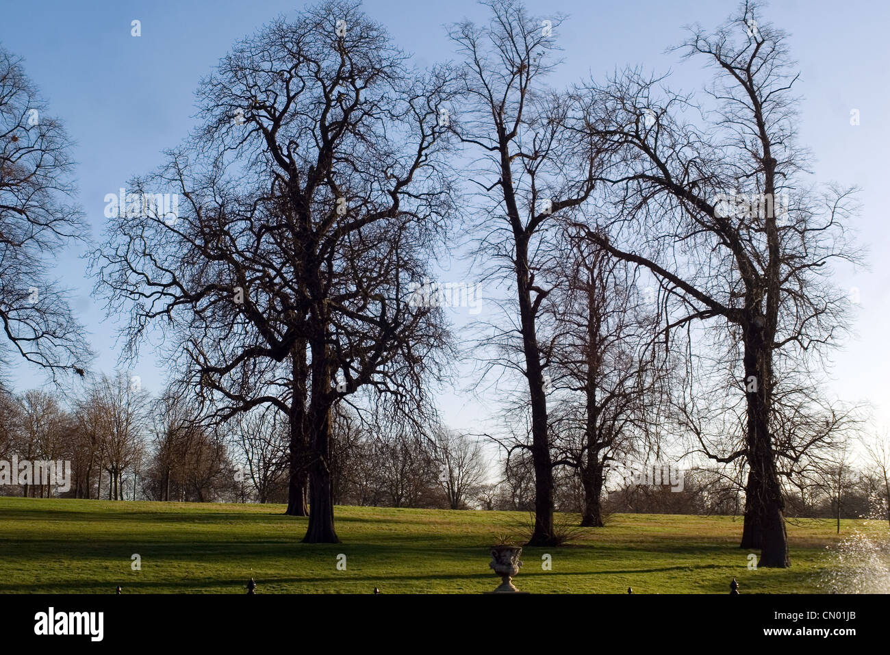 Big leafy trees hi-res stock photography and images - Alamy