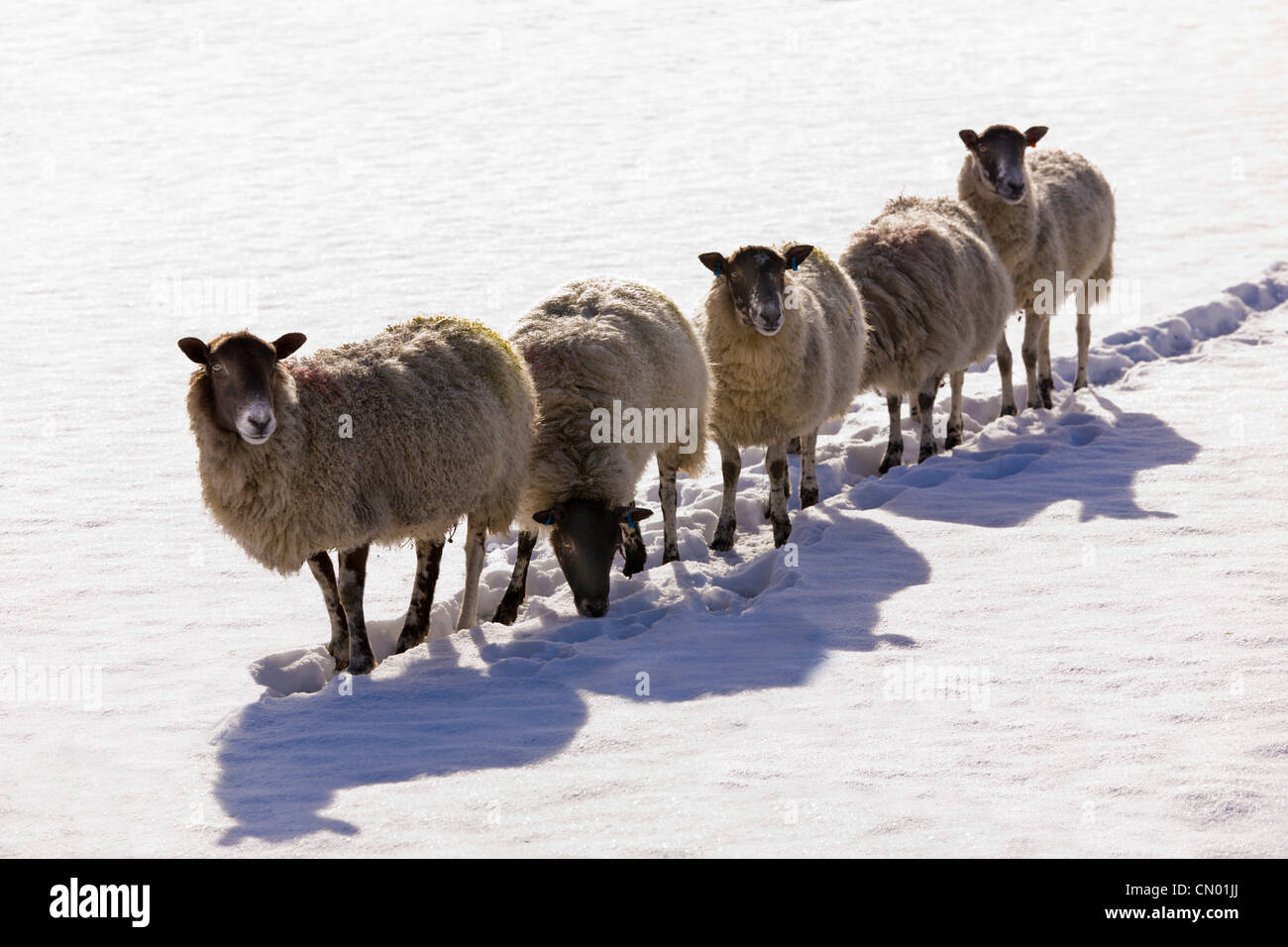 Sheep in Winter, Lake District National Park, England Stock Photo