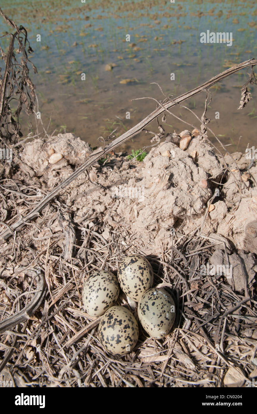 Plover nest with eggs, typically laid in simple ground depressed areas, in the middle of a road, Doñana, Spain Stock Photo