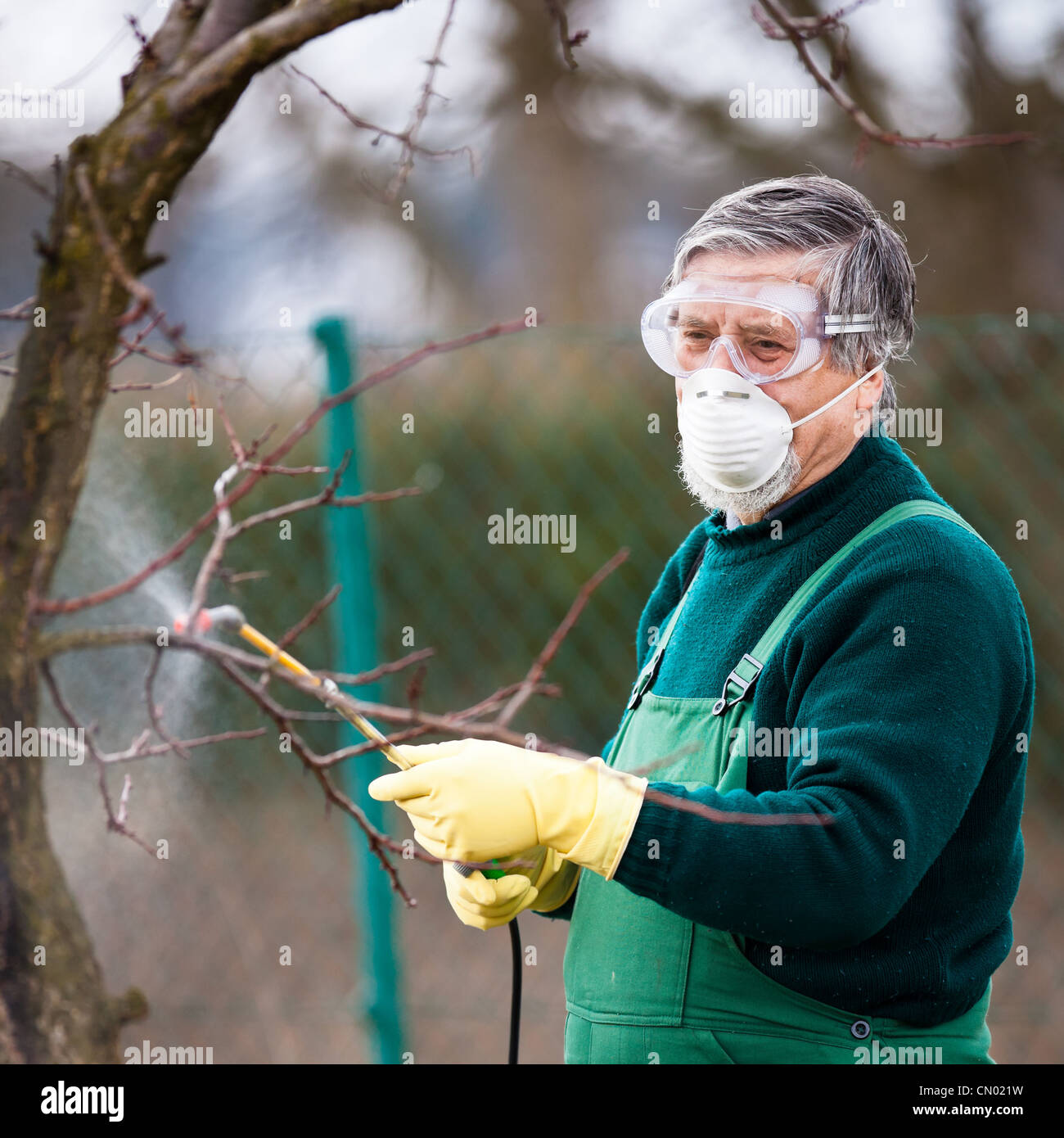 Applying Insecticide Using chemicals in the garden/orchard: gardener applying an insecticide ...