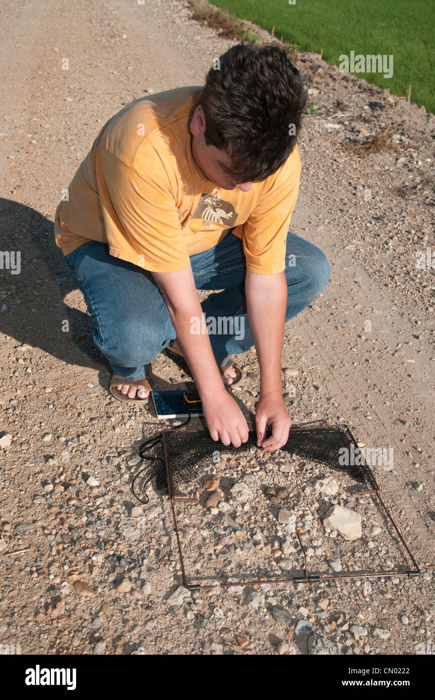 Ornithologist placing a trap over the nest of a Plover to capture the adult for scientific purposes Stock Photo